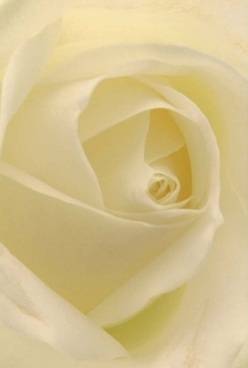 Captured in gentle Shop Front light near the heart of Hornsey, this ivory rose seems to breathe on its own-each creamy petal swirling inward in flawless, velvety layers that invite your fingertips to trace every subtle curve. The central spiral glows softly, touched by filtered daylight that smooths every edge and enhances the petal's creamy shades of white and whispers of pale lemon. There's an enveloping tranquility in the scene, much like the peaceful hush you find wandering the Hornsey High Street after sunrise. The composition feels personal-a single bloom full of quiet power, perfect for conveying deep appreciation, heartfelt condolences, or marking an important anniversary celebrated in North London's close-knit homes. Hints of delicate, barely-there fragrance seem to float from the flower, carrying with them a sense of grace and comfort that lingers in any Hornsey home. The way light and shadow play on the rose's form brings out its timeless, sophisticated beauty-a true hallmark of masterful floral design. Here, the artistry of arranging such flowers isn't just seen, but felt, each petal bearing the expertise and sensitivity of a florist devoted to serving the local community. The composition promises not only freshness but an emotional resonance, making it the perfect choice for special occasions delivered with thoughtful care across Hornsey and nearby Alexandra Palace.
